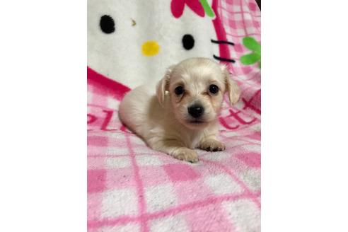 成約済の大分県のミックス犬-62663の1枚目